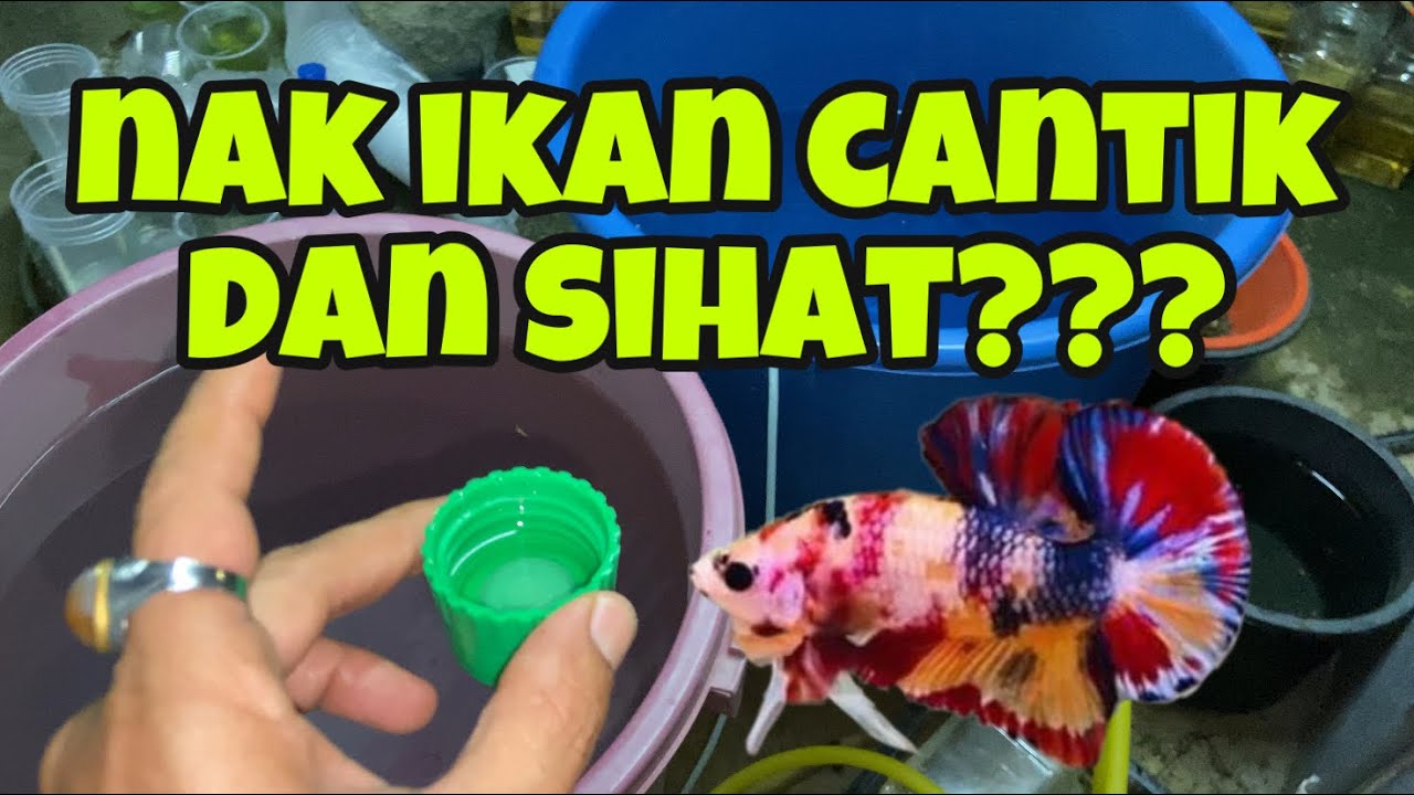TIPS SETTING AIR UNTUK IKAN LAGA AGAR SIHAT DAN CANTIK