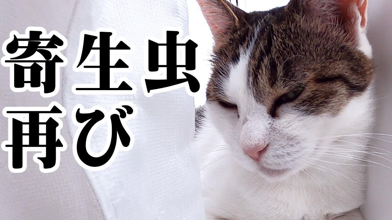 猫の体から駆除したはずの寄生虫が出てきてしまいました