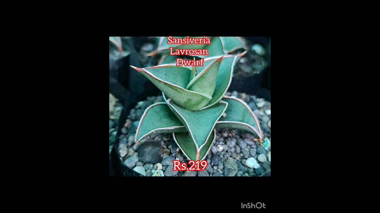 Sale video / rare Sansiveria / 6382562306 #plantsale #plants #indoorplantplantnursery #houseplants