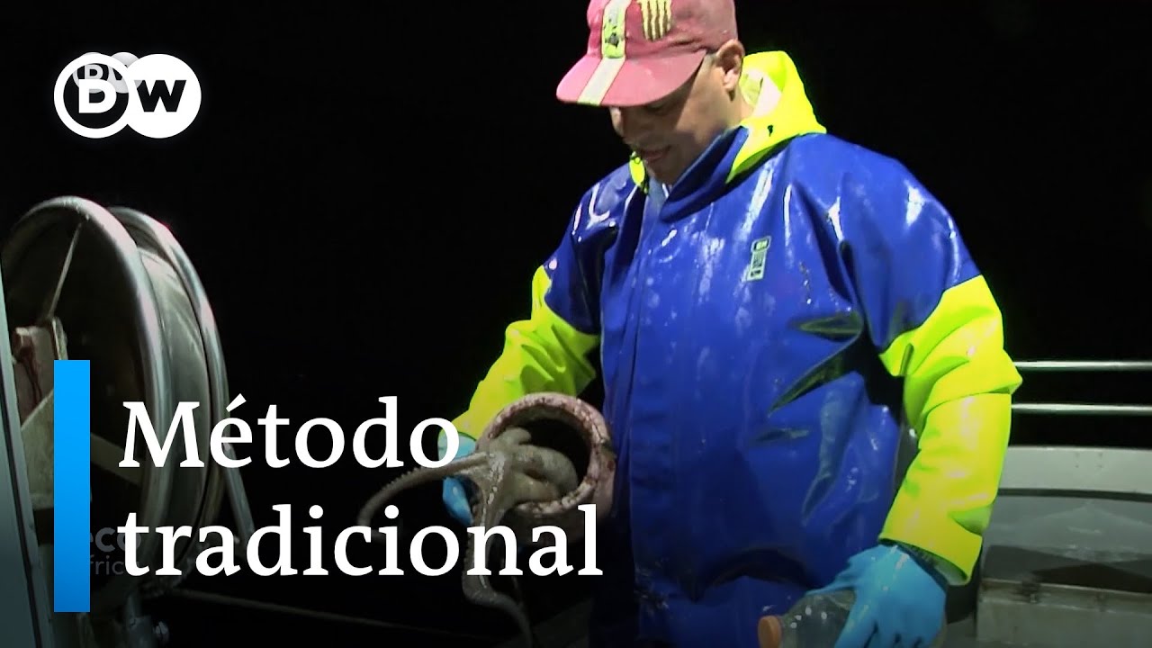 Disputa da pesca do polvo em Portugal