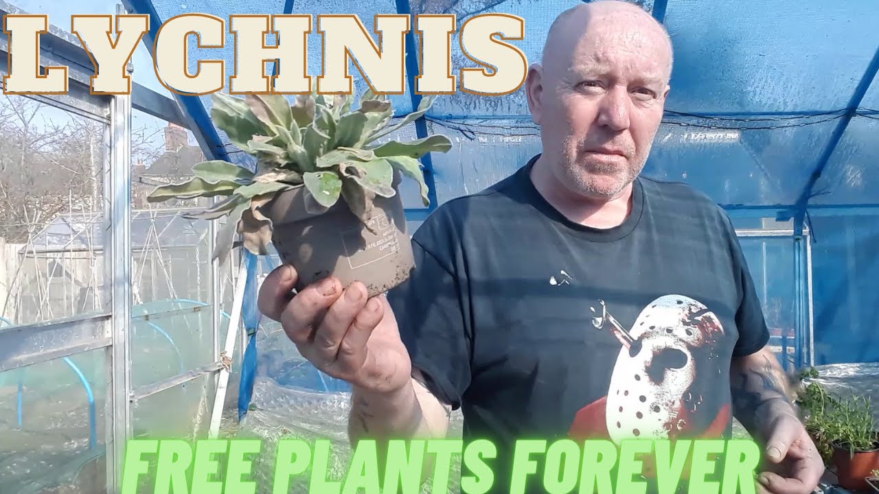 Grow Lychnis [ Free Plants Forever [Gardening Allotment uk] [Home Growing Veg & Flowers