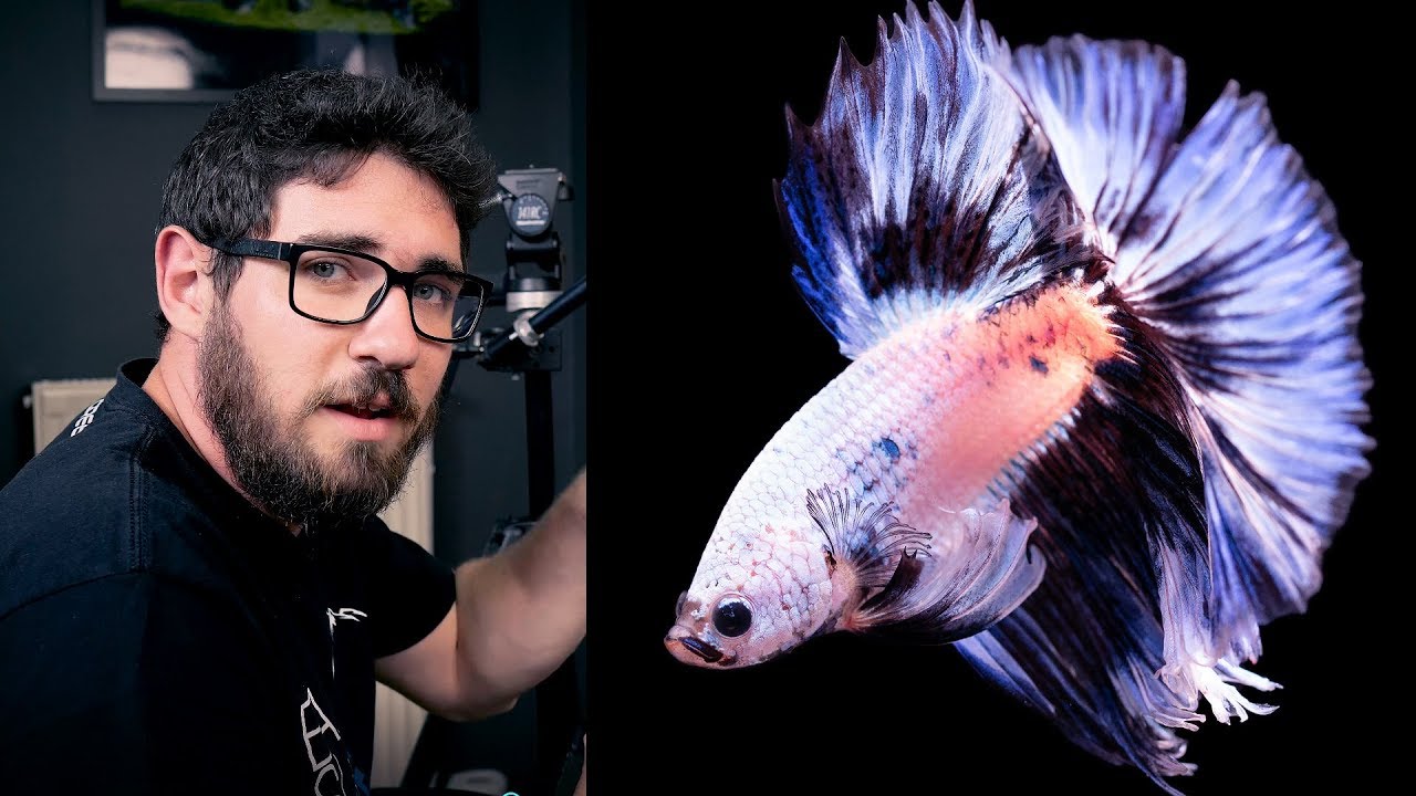 Best Betta Fish Photography Tips and Tricks