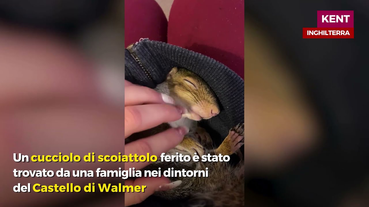 Salvano uno scoiattolo ferito, il cucciolo &egrave; dolcissimo