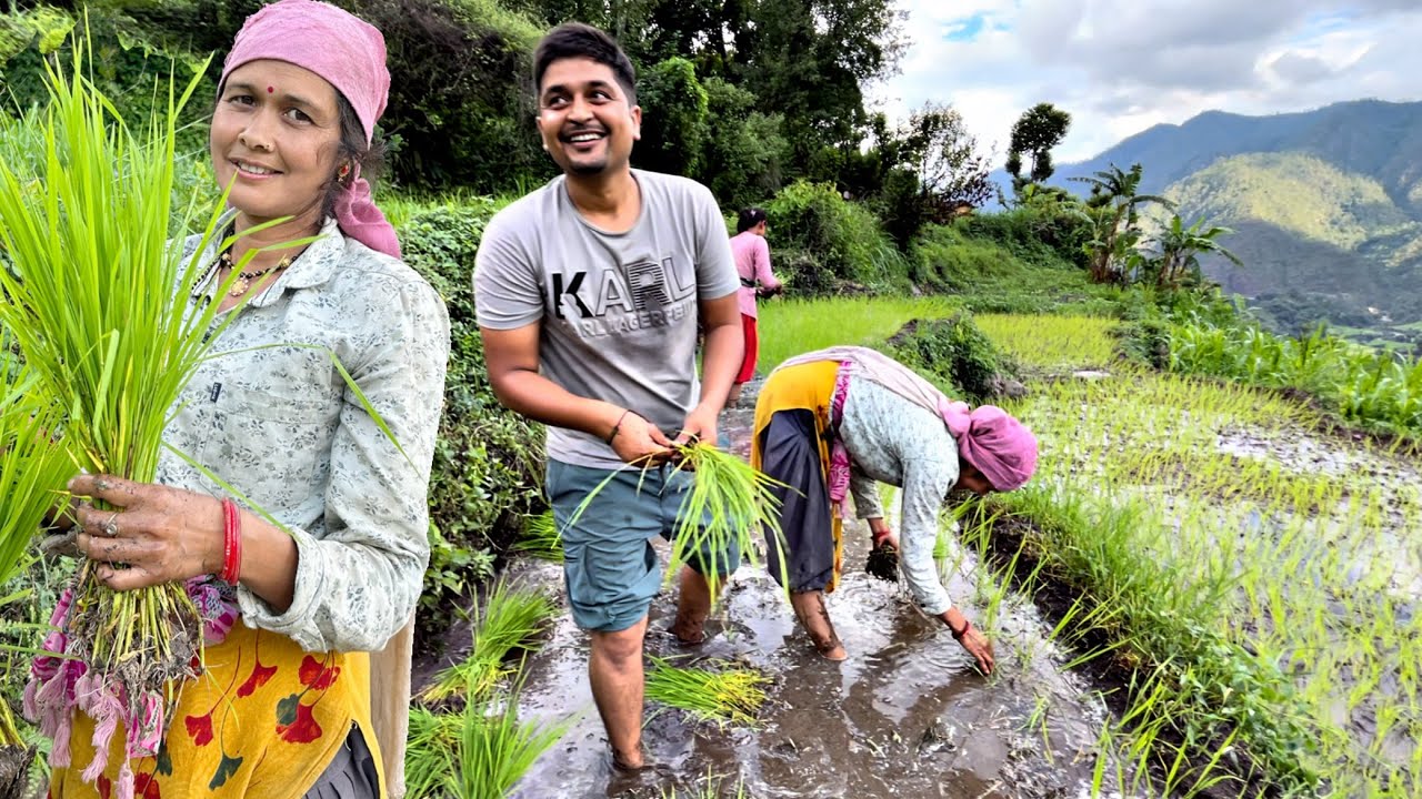 देखिए उत्तराखंड के गाँवों में धान रोपाई करते टाइम कितनी मस्ती होती है ❤️ !! Uttrakhand Village life