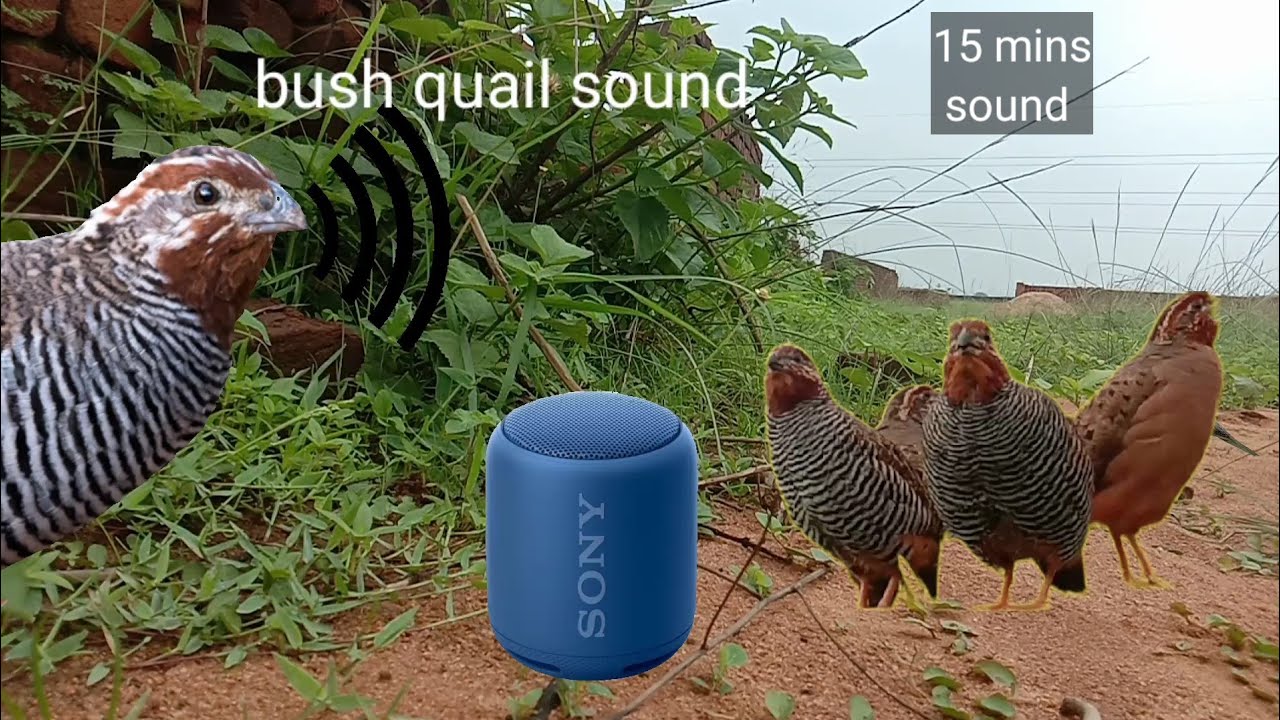 अजूबा  आवाज  बटर |  ajooba  bush quail  Shikar  sounds | gundri awaaz |