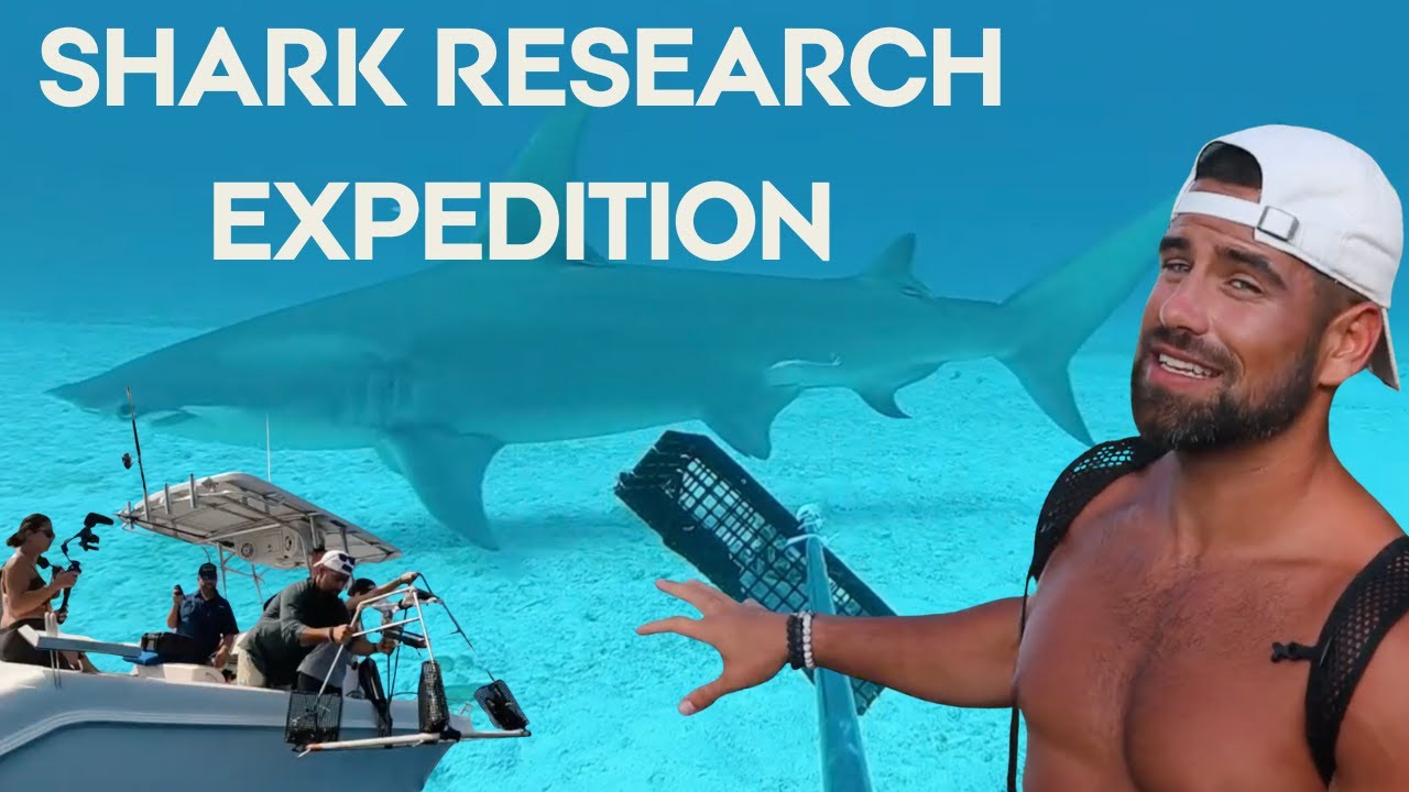 Sharks of the Bahamas & the species you can expect to encounter!