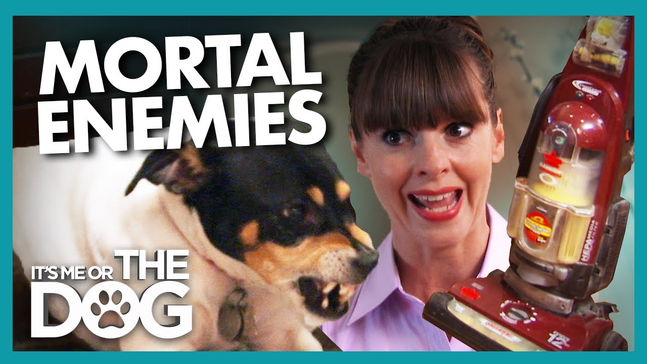 Dog and Vacuum Cleaner Engage in Mortal Combat | It's Me or The Dog