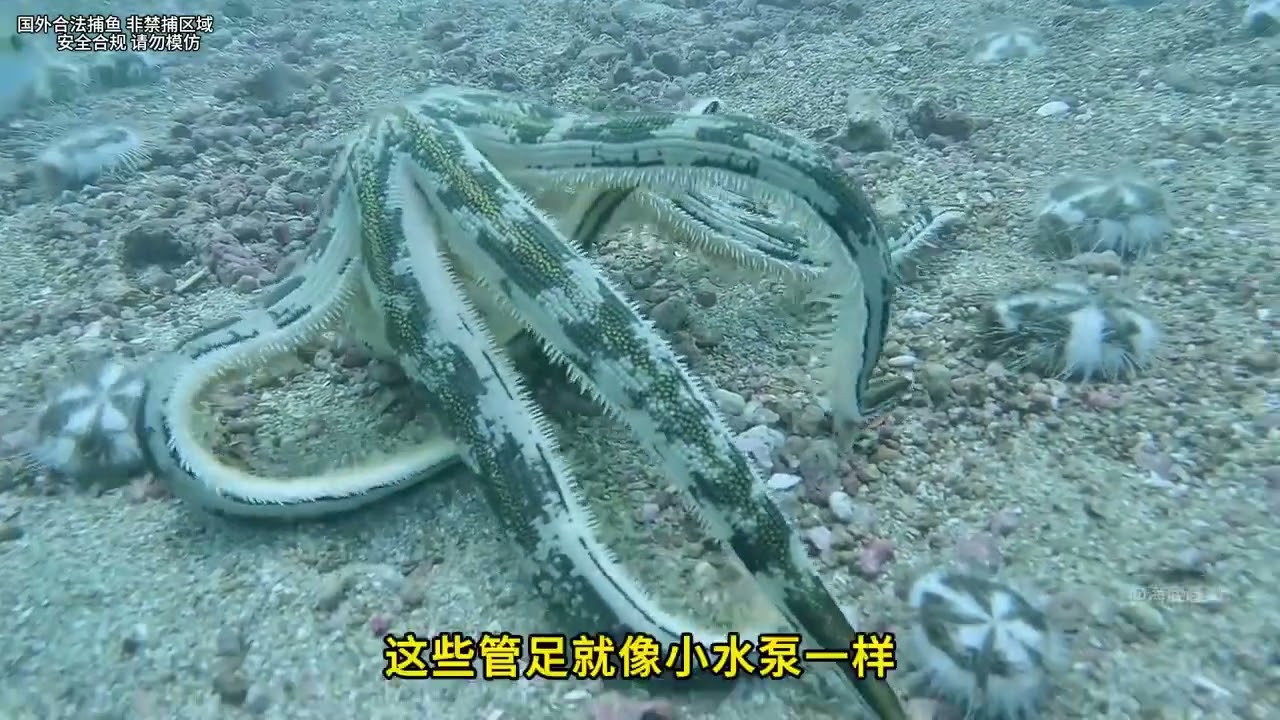 What kinds of seafood can be caught while fishing at the bottom of the sea#Going to the se