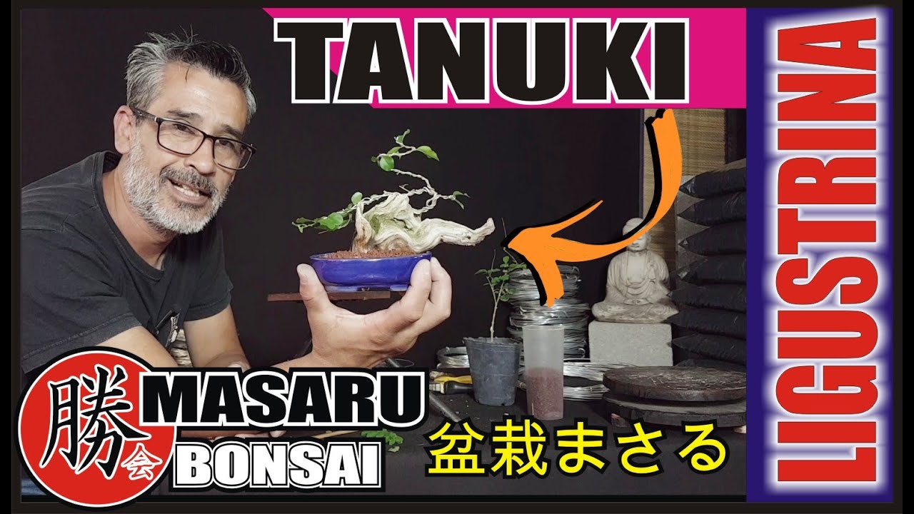 COMO HACER BONSAI DE TANUKI PASO A PASO 🔴 LO QUE NECESITAS SABER ! 😉 SUPER FÁCIL 👍 PARTE 2