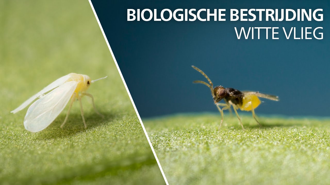 Witte vlieg bestrijding: Encarsia Formosa