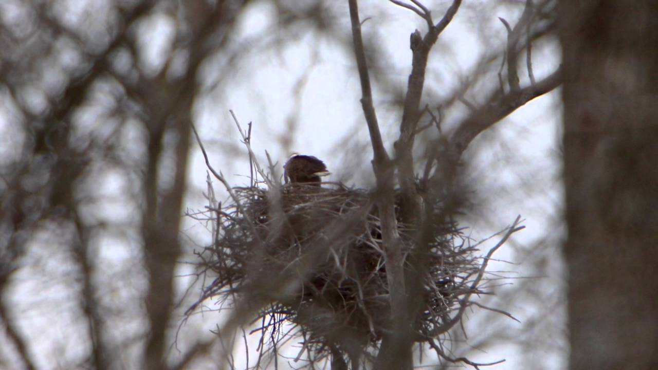 Bald Eagle Parents and Eaglet