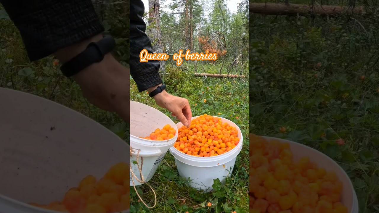Cloud berry picking