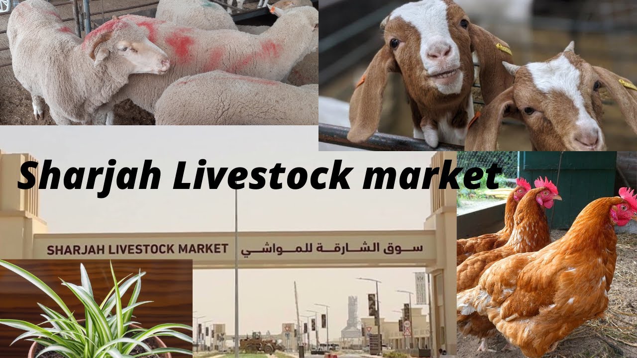 LIVE STOCK MARKET SHARJAH AUG 2021