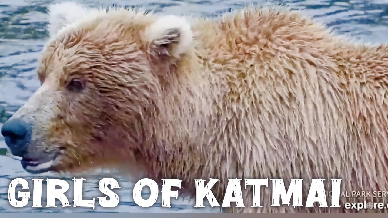 Some of the Fierce Female Bears of 2025 ▪︎ Brooks Falls ▪︎ Katmai Brown Bears ▪︎ Explore.org