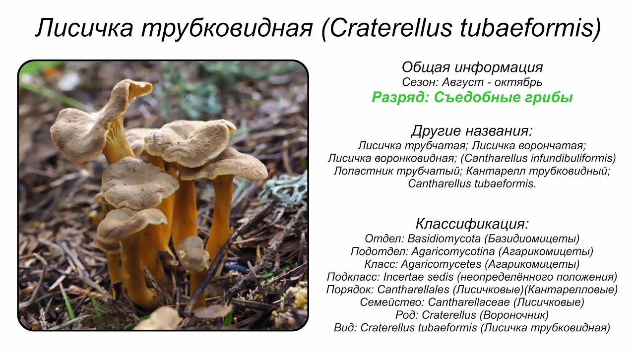 Лисичка трубковидная (Craterellus tubaeformis)