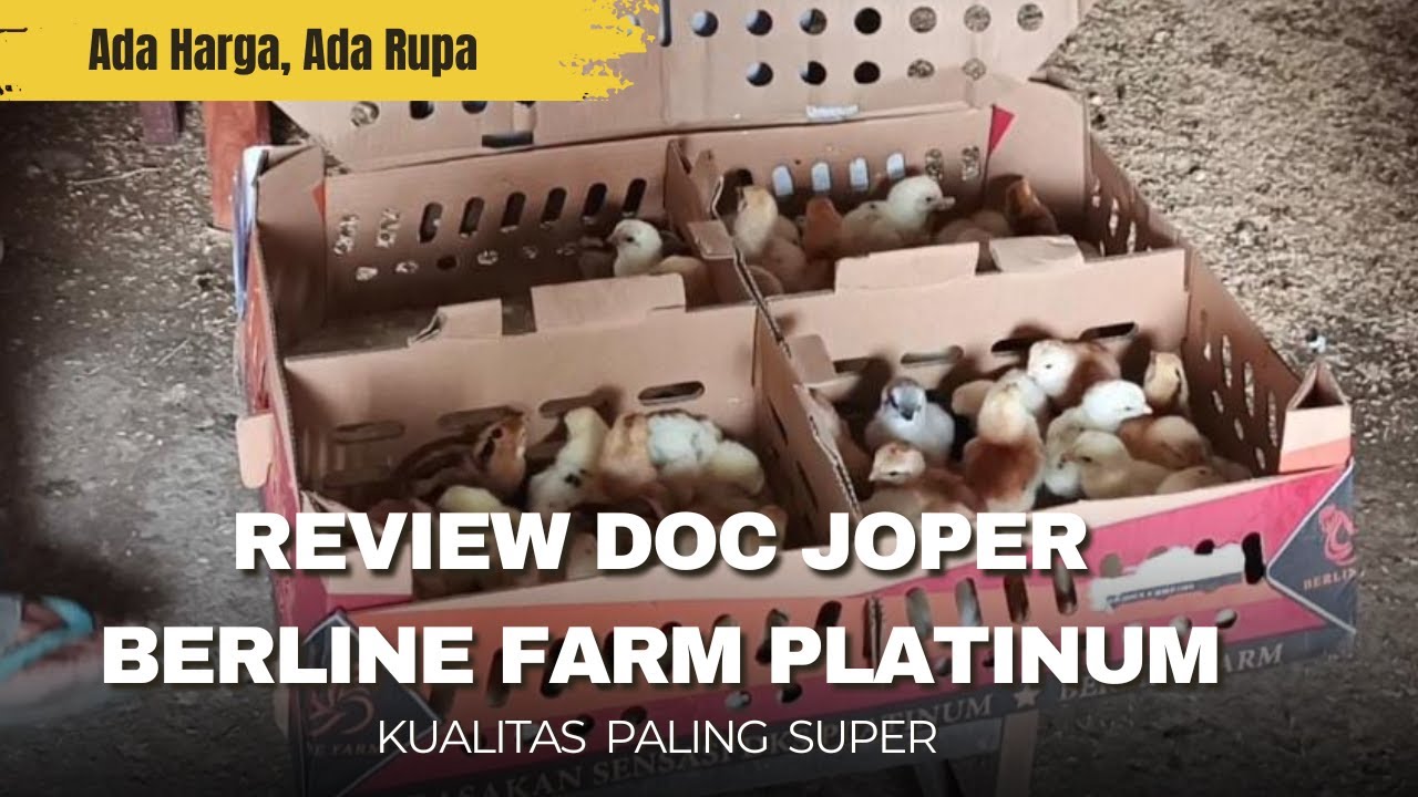 Review DOC Ayam Joper Berline Farm Kualitas Platinum