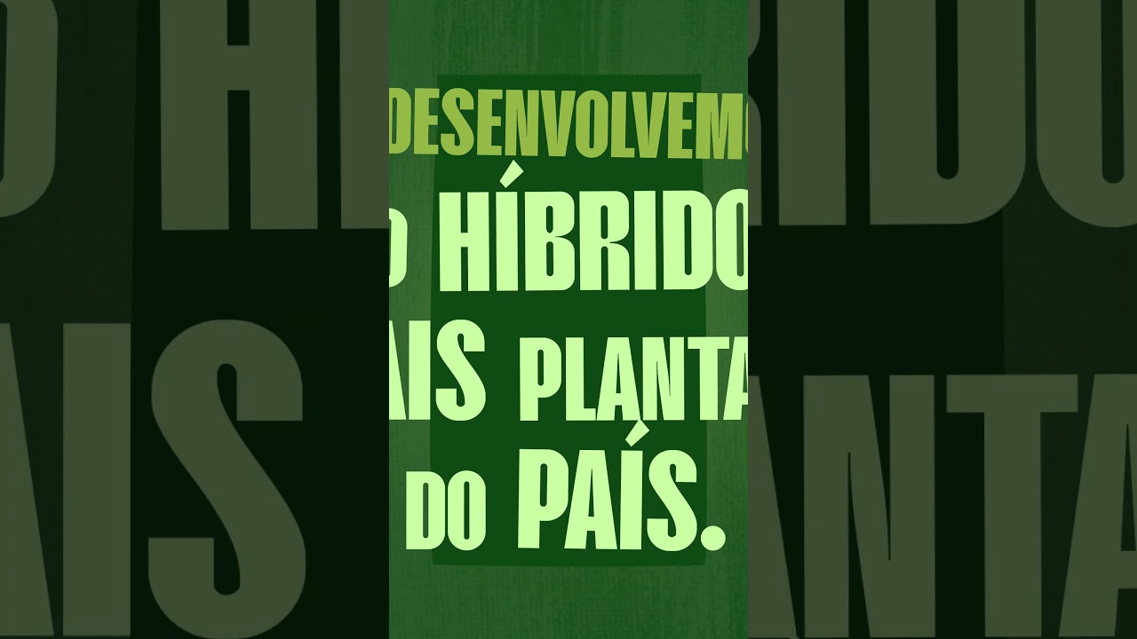 Dia Internacional do Milho - &Eacute; milho, &eacute; mais, &eacute; Pioneer&reg;