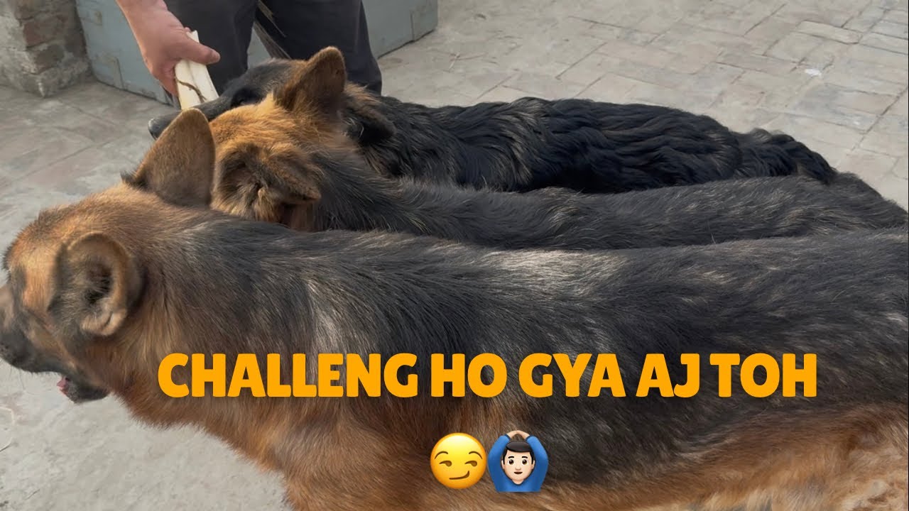 Challenge between me and my sister 😋🙆🏻‍♂️ hamry pets kisi ki bat sunty hai 😜🤣