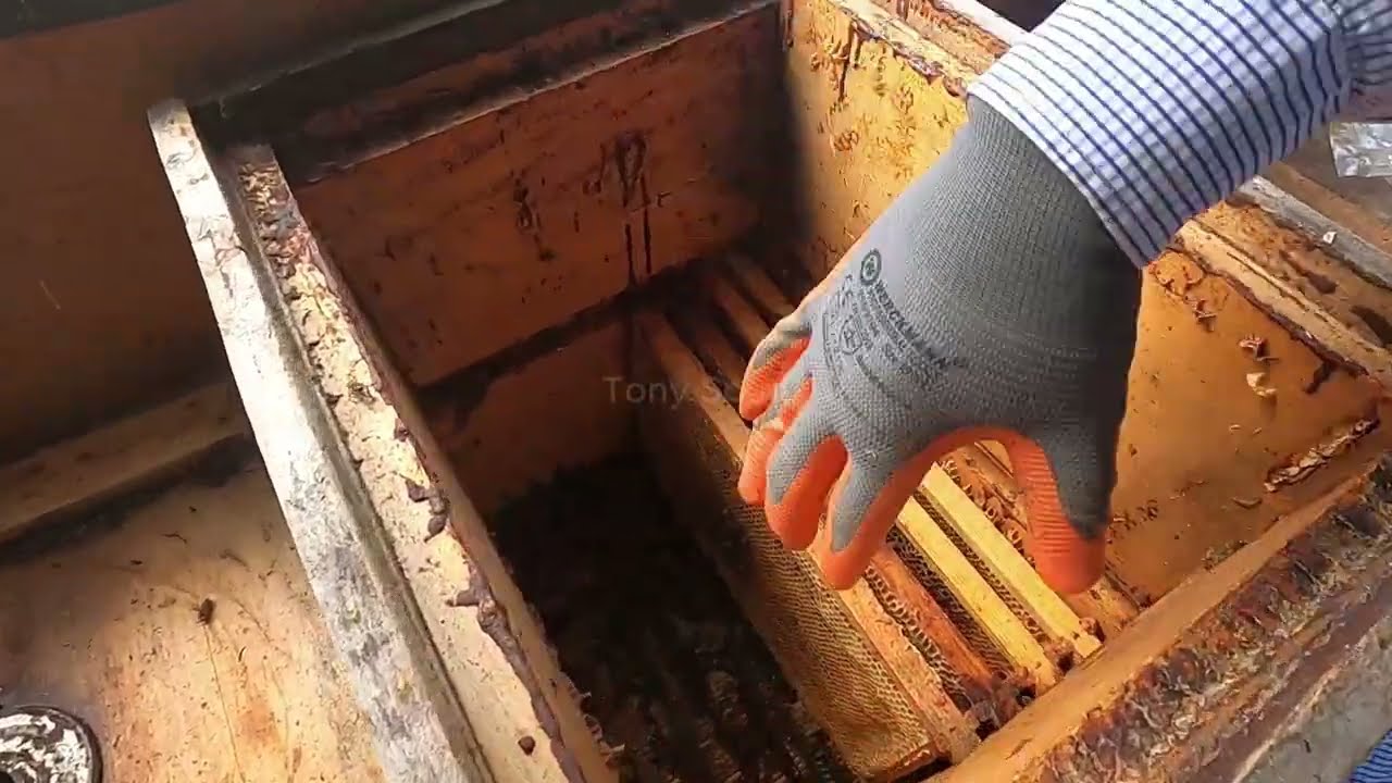 كيف نتعامل مع الخلايا بعد قطف العسل .