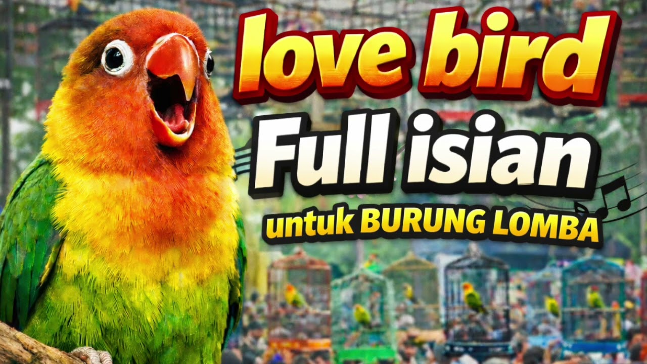 Lovebird ngekek panjang dengan variasi isian terbaik dan tembakan mewah #lovebird 