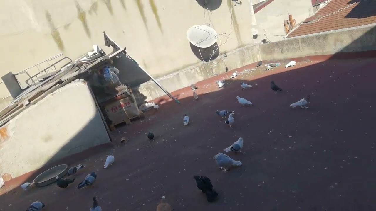 MÜKEMMEL KAÇAK KOSAVA KOL KADAR MÜBAREK😂