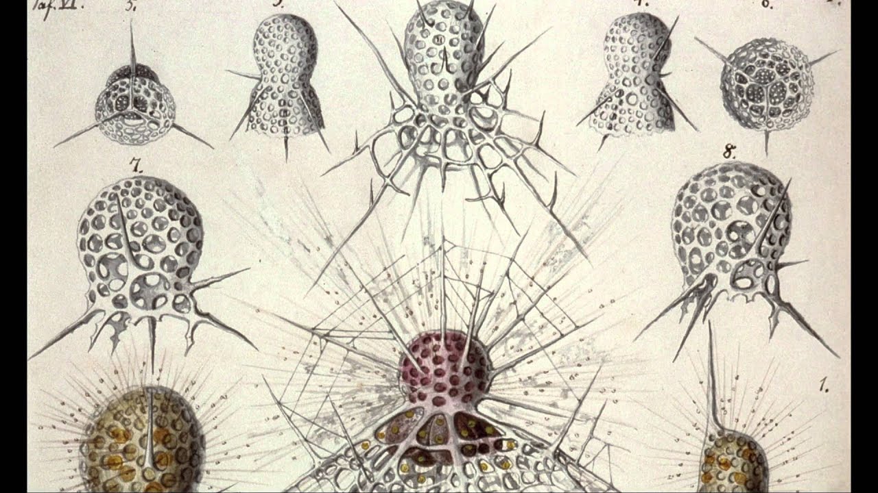 Proteus excerpt #3 - Haeckel in Messina