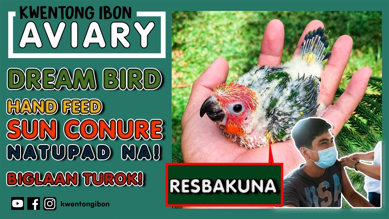 DREAM BIRD HAND-FEED SUN CONURE NATUPAD NA WITH LOCAL TRANSPORT PERMIT