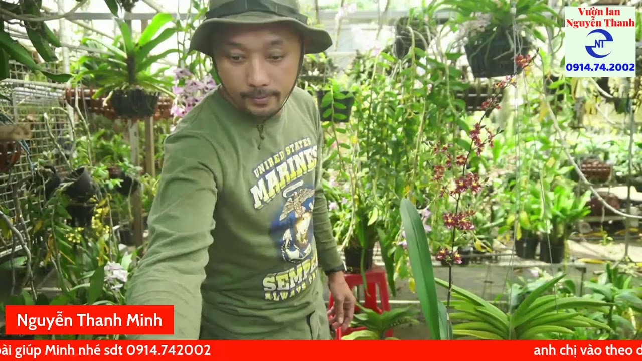Cách xử lý lan ngọc điểm ra hoa héo vàng lá