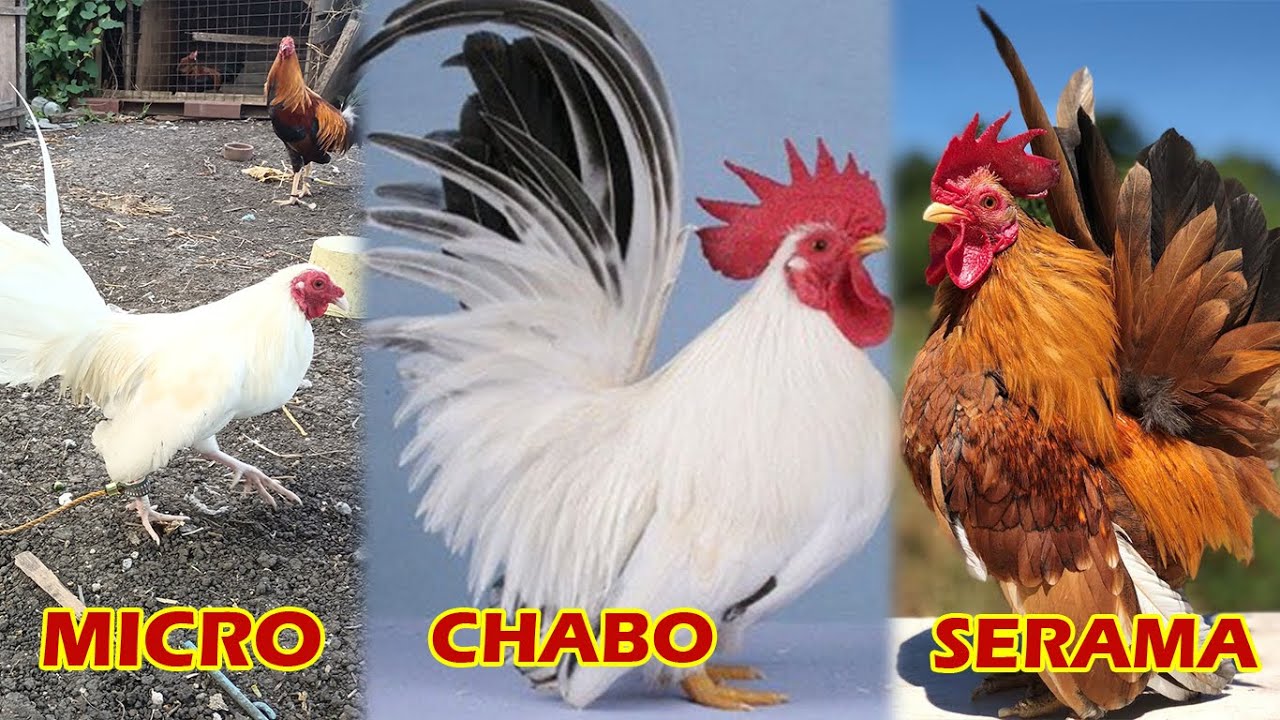 Pinagkaiba ng MICRO, CHABO at SERAMA BANTAM!! #cdrcktv #bantam