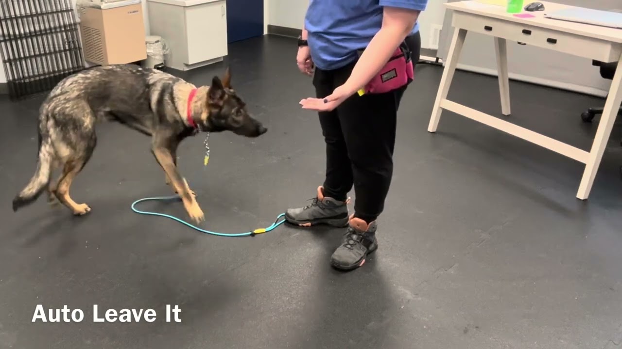 Rex Day Training