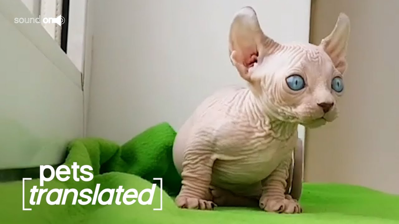 Talkative Kittens | Pets Translated