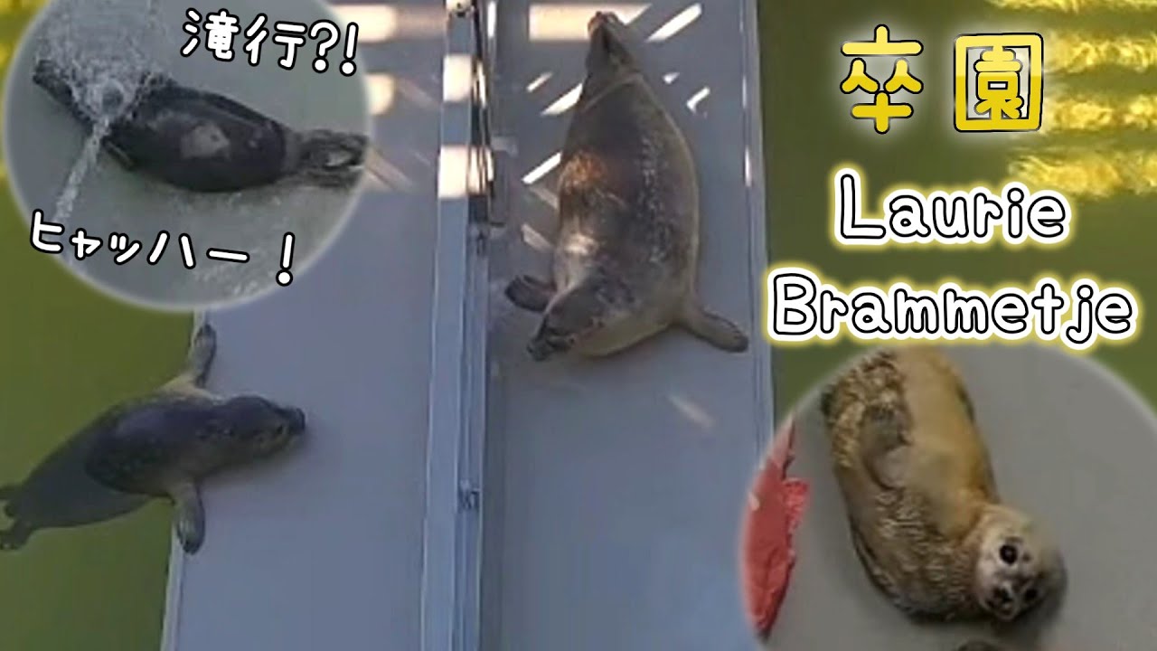 立派なぽよんでラウリー卒園 注水直撃でおおはしゃぎのラッセ【アザラシ幼稚園】