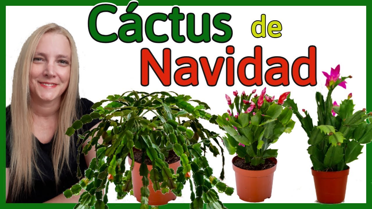 CACTUS DE NAVIDAD / PLANTA SANTA TERESITA.@VerónicaCampaniniPlantas