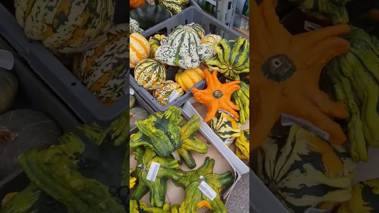 Pompoenen bij VAN DER BIJL #halloween #halloweenpompoen
