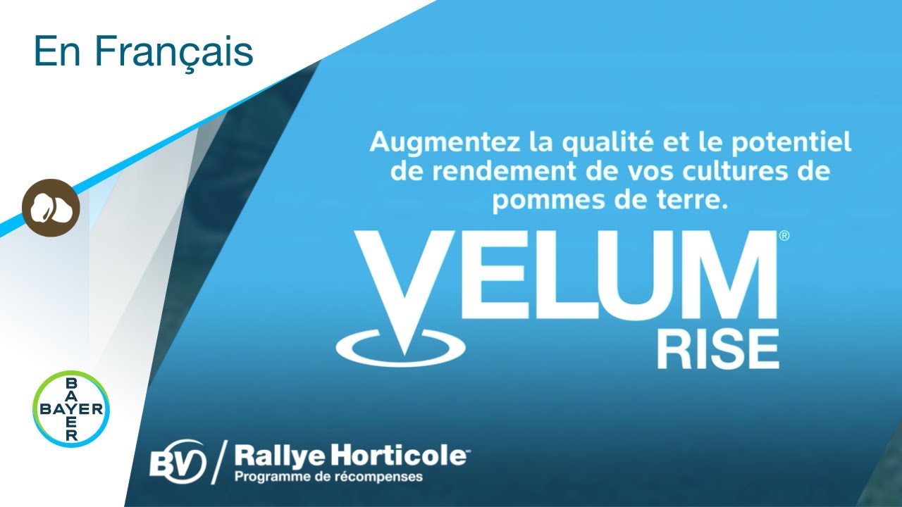 Fongicides pour pommes de terre : contr&ocirc;le des maladies du sol et des n&eacute;matodes avec Velumᴹᴰ Rise