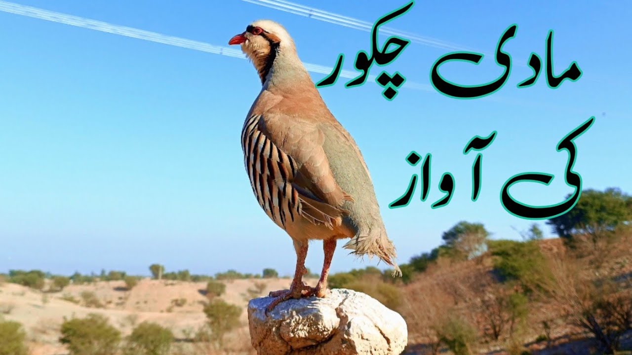 Female partridge Call For Hunting | Mada Chakor Ki Awaaz