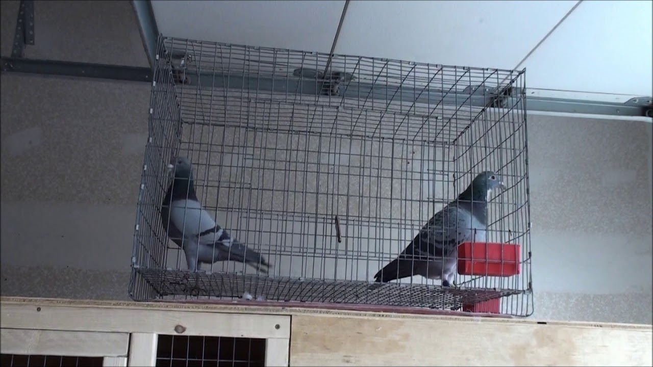 Racing Pigeon Polygamous ( Stallion System) Breeding