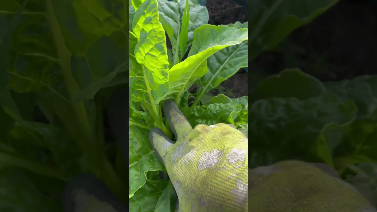 How to harvest Swiss Chard! #homestead #garden #SAHM