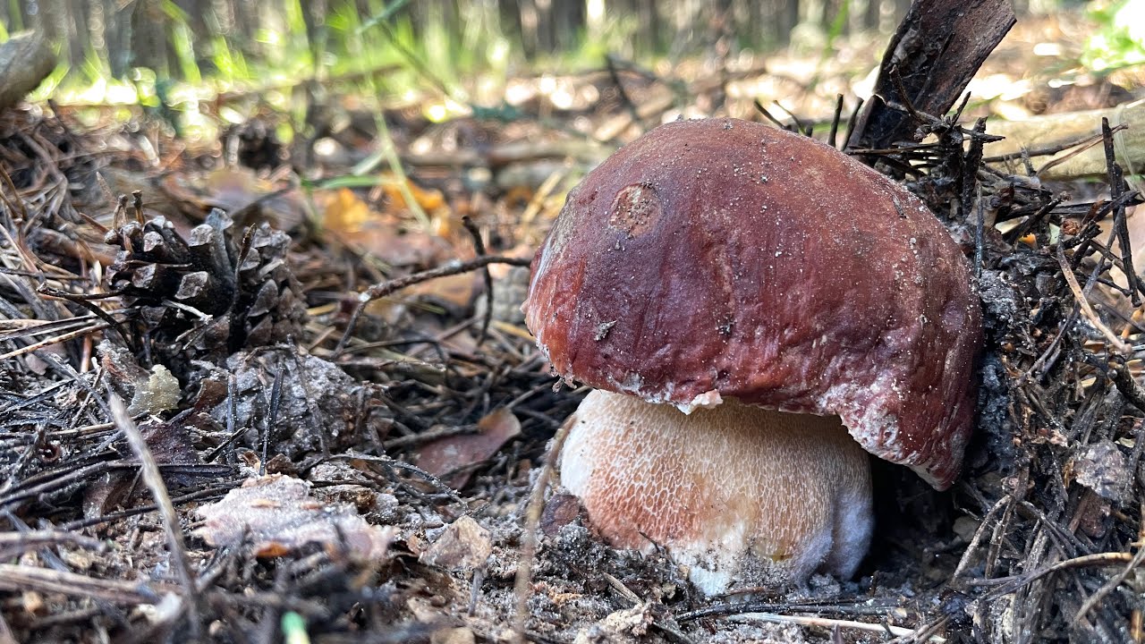 BOLETUS PINICOLA (2021-04) 4K