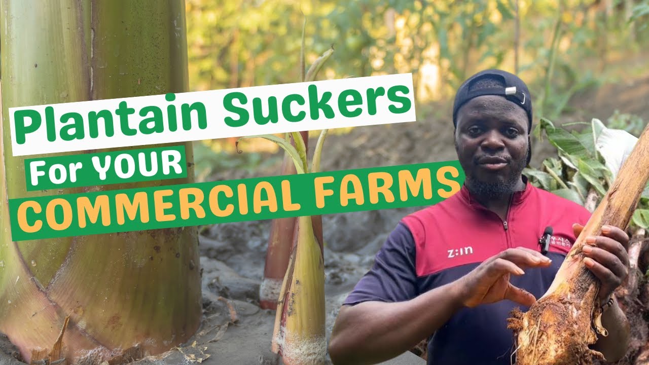 THE BEST PLANTAIN SUCKERS FOR YOUR COMMERCIAL FARM SETUPS/ Understanding different types of suckers/
