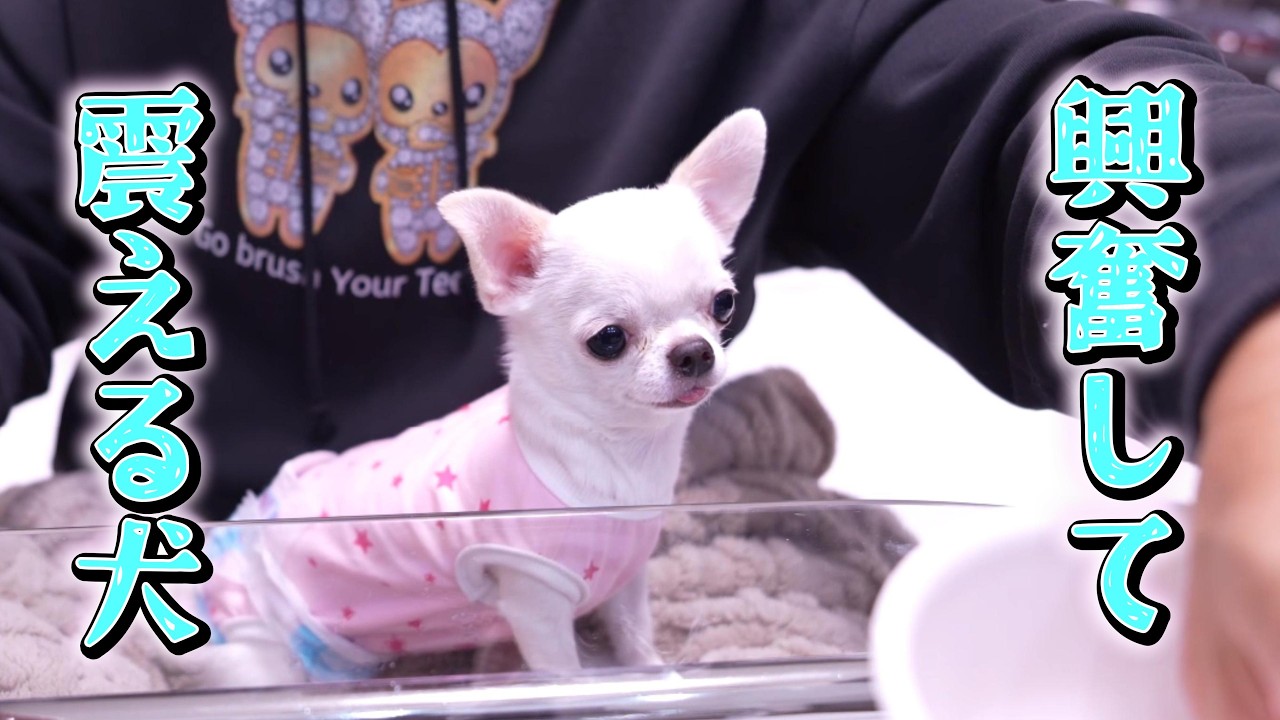 飼い主も初めて見る巨大イチゴを食べて身体の震えが止まらなくなる子犬チワワさんｗ