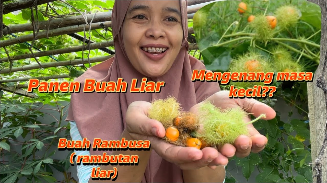 Panen Buah Liar di belakang rumah. Buah Rambusa, Di olah menjadi makanan Lezat.Buah langka.