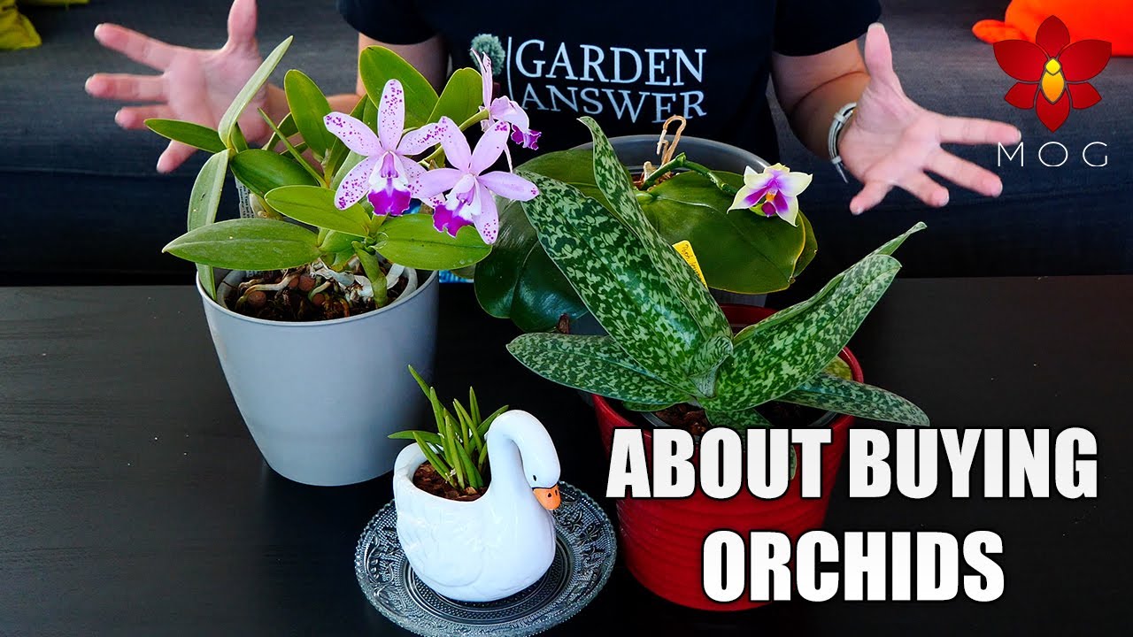 Where we buy Orchids from & How much do they cost? + About 'rare' Orchids