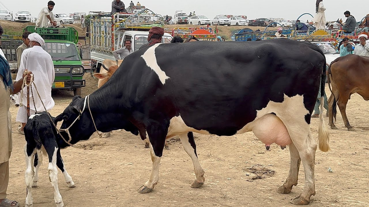 Pull qambar mandi today 21/10/25 #cow #pull #bachramandi #cowmandi #dera