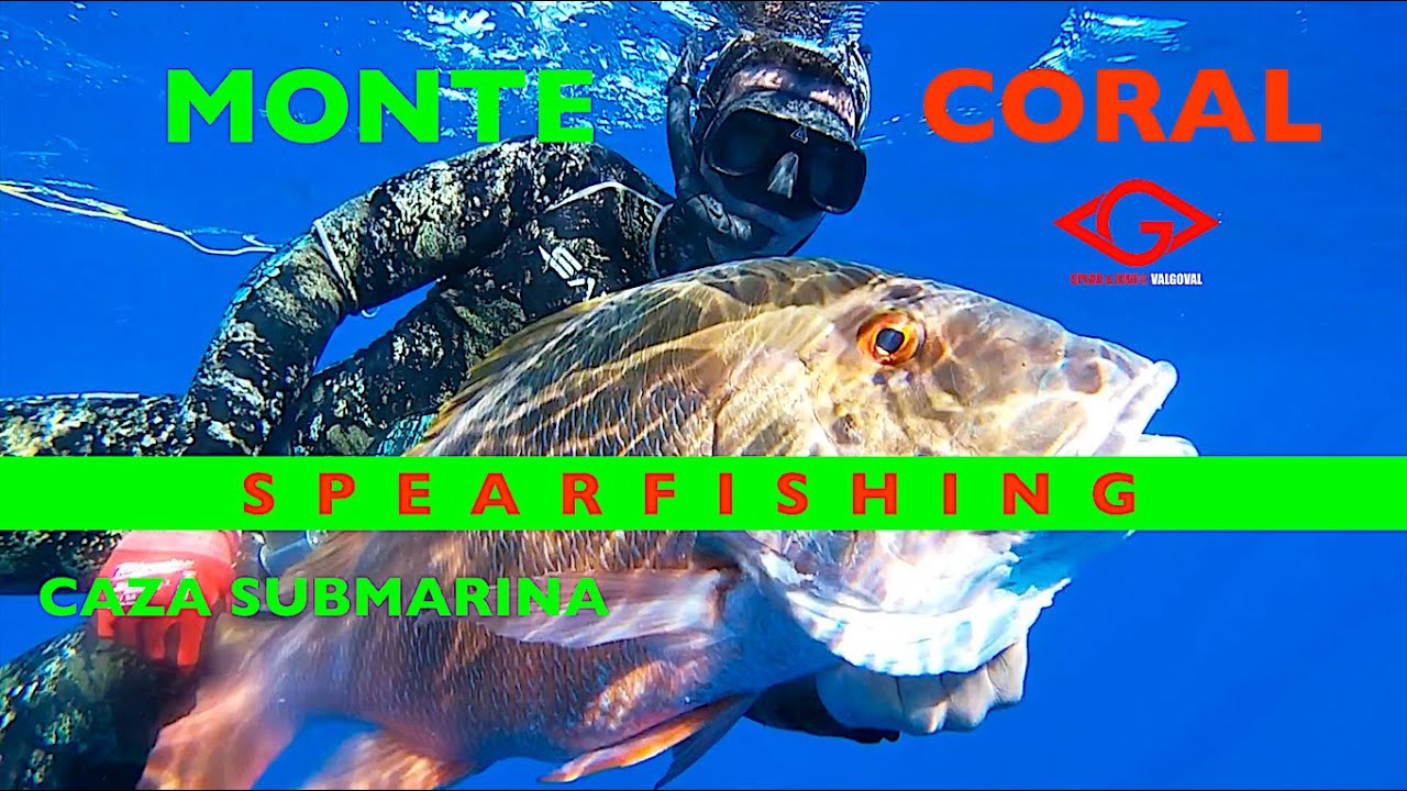 MONTE CORAL.                     Spear & Dive VALGOVAL movies. HD