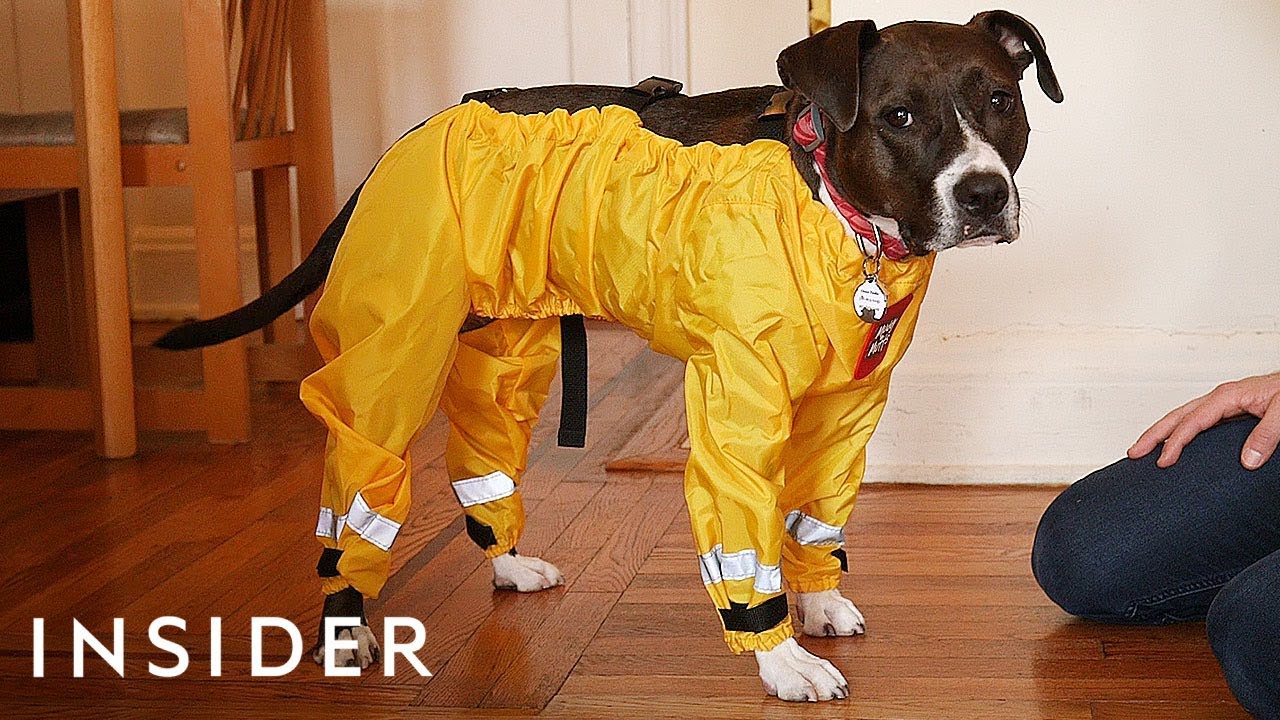 We Tried Dog Pants To See If They Work