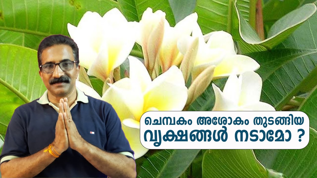 ചെമ്പകം അശോകം തുടങ്ങിയ വൃക്ഷങ്ങൾ നടാമോ ? | CHEMPAKAM AND ASHOKAM NADAMO ?
