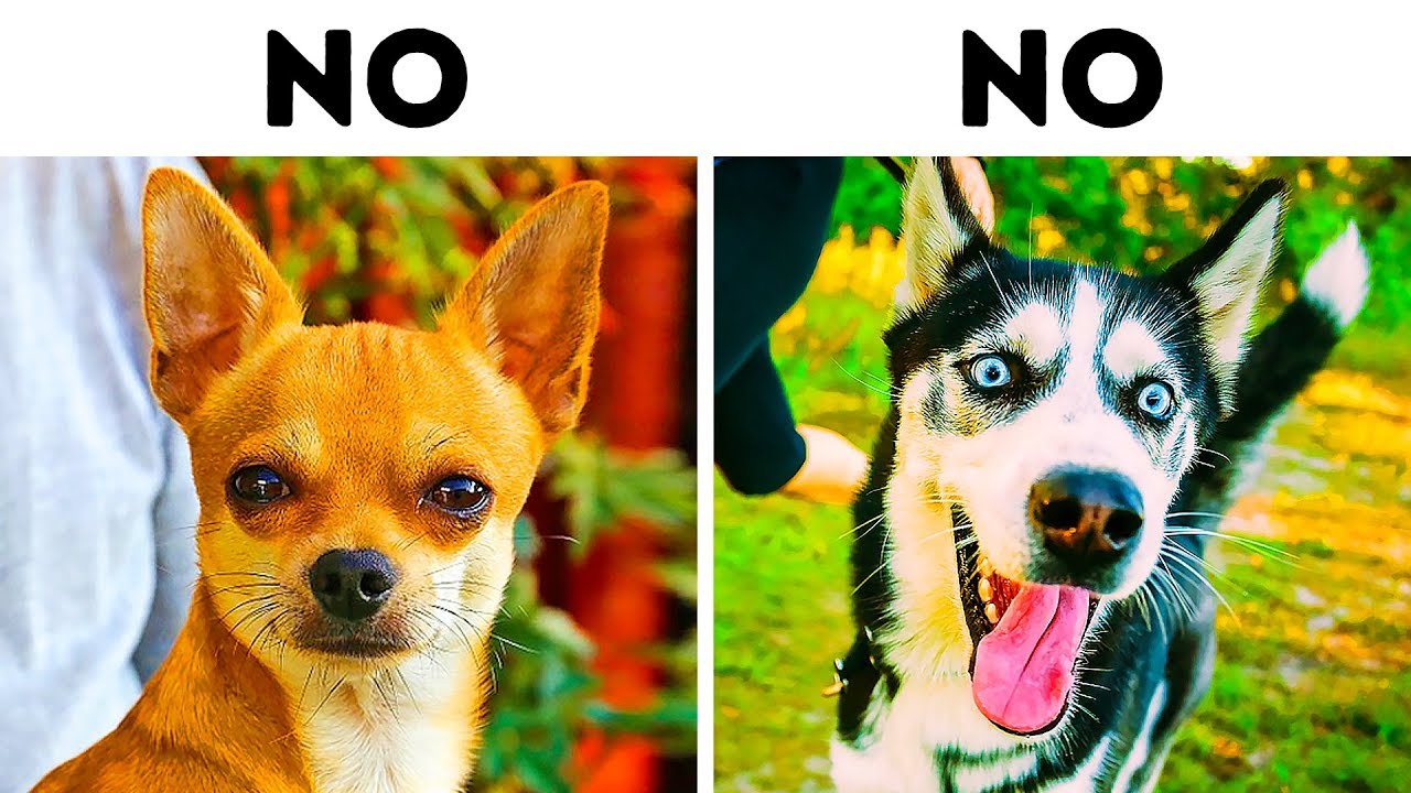 10 Pericolose Razze Canine Per Famiglie Con Bambini