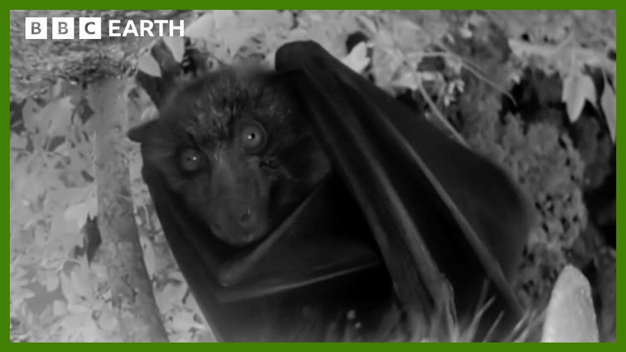 A Night Vision Flight with a Flying Fox | Animals With Cameras | BBC Earth