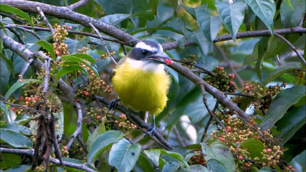 Boat-billed Flycatcher Calling